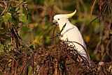 Sulphur-crested Cockatooborder=